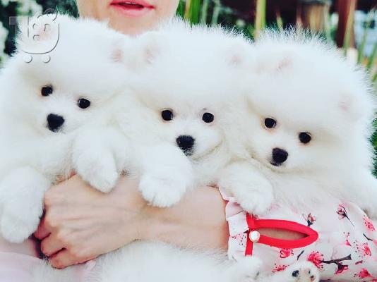 PoulaTo: Καταπληκτικά κουτάβια από Pomeranian!